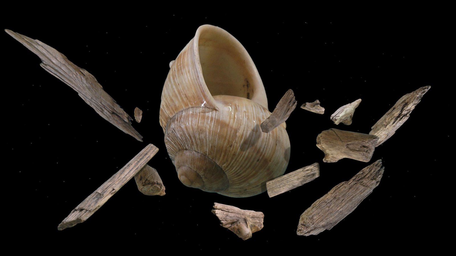 SCHNECKE